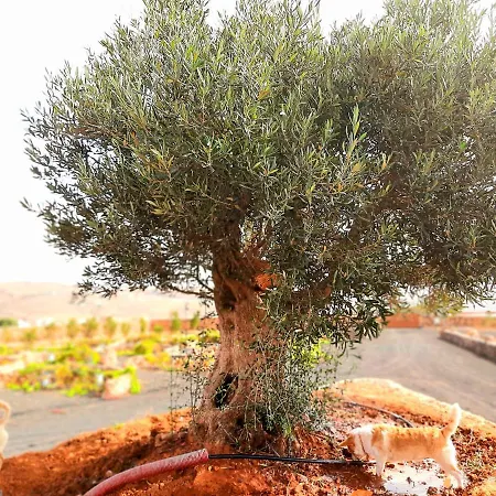 Penzion El Bounty Puerto del Rosario (Fuerteventura)