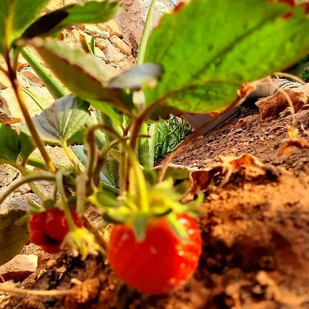 Affittacamere El Bounty