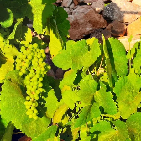 Affittacamere El Bounty Puerto del Rosario (Fuerteventura)