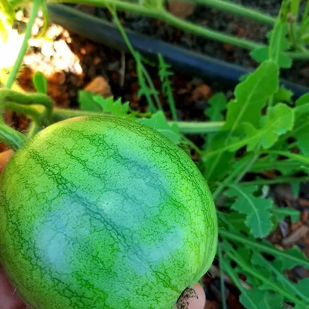 Affittacamere El Bounty 3*